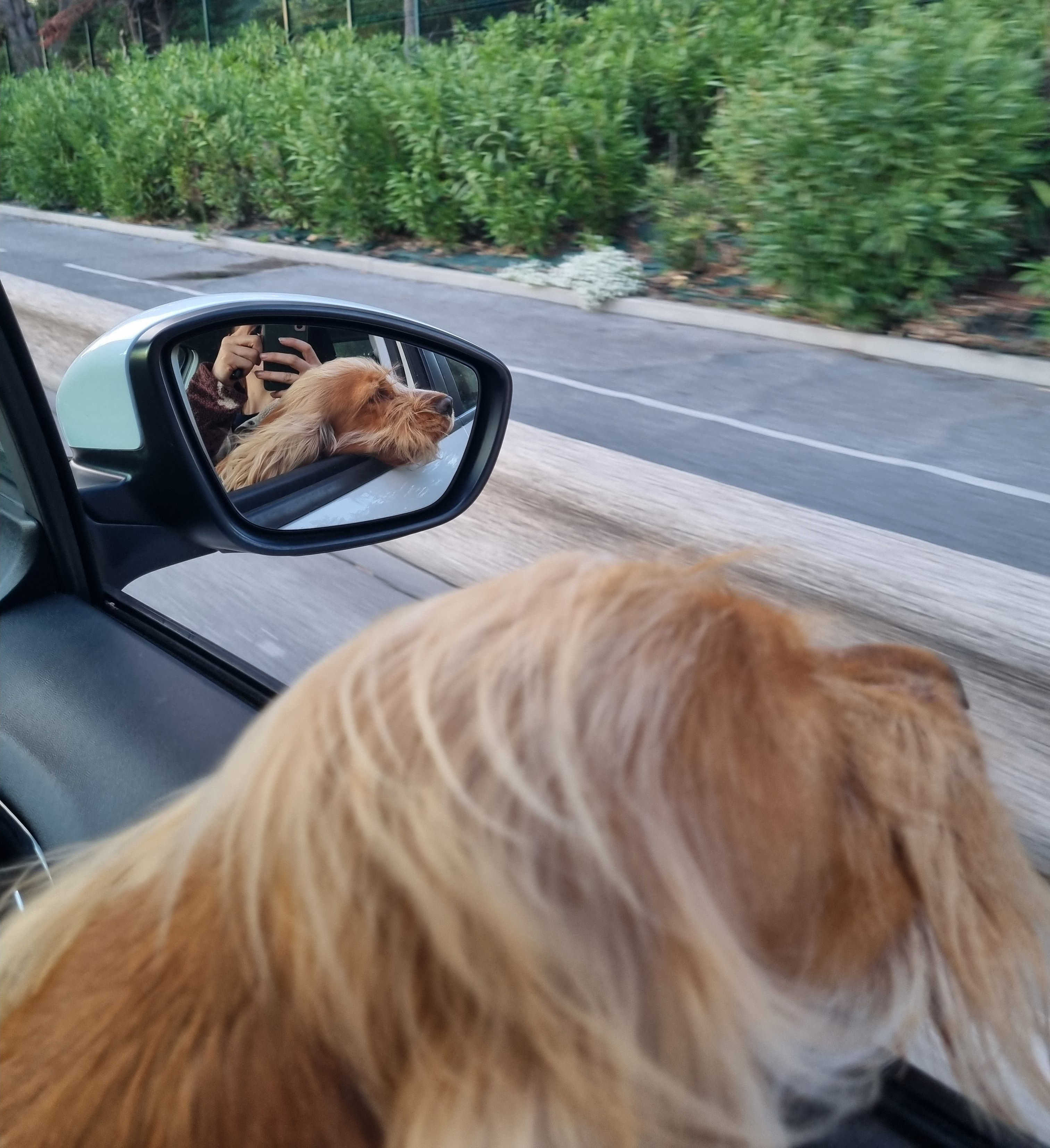 Chien assis pendant un trajet, regardant vers la lumière